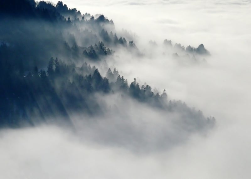 Enigmatic Forest